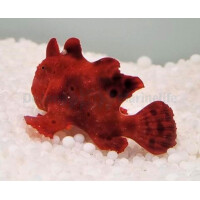 Antennarius spp. (Red)