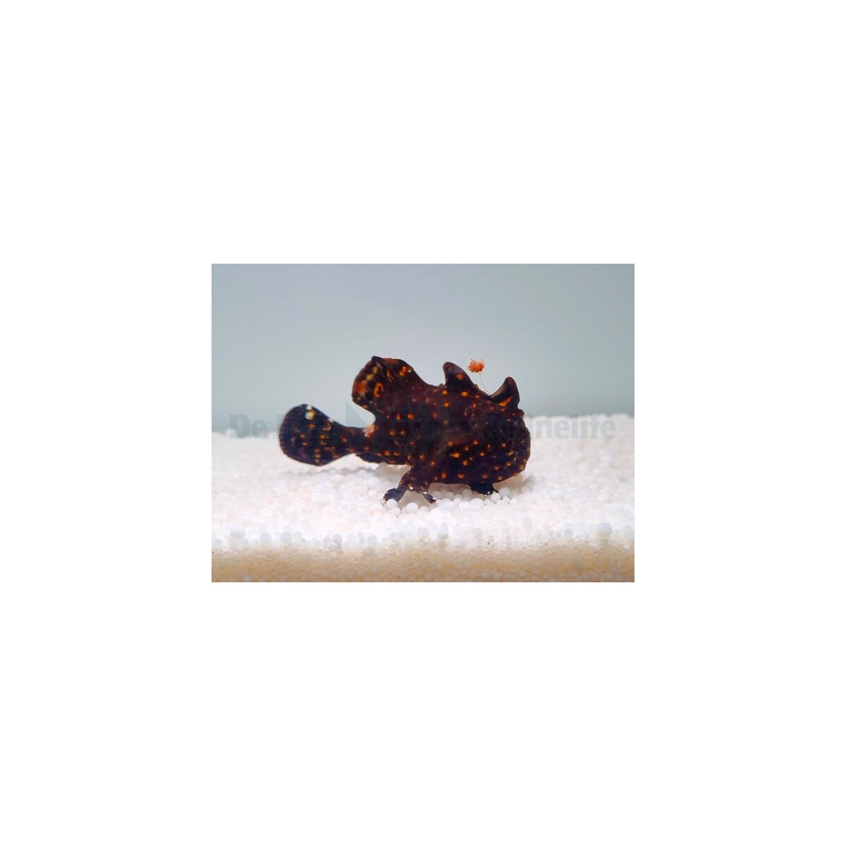 Antennarius pictus - Rundflecken-Anglerfisch