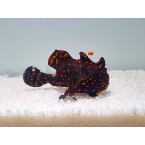 Antennarius pictus - Rundflecken-Anglerfisch