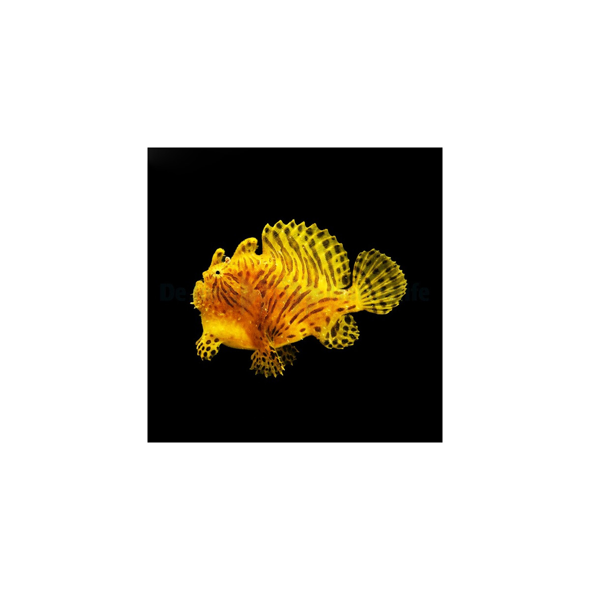 Antennarius striatus