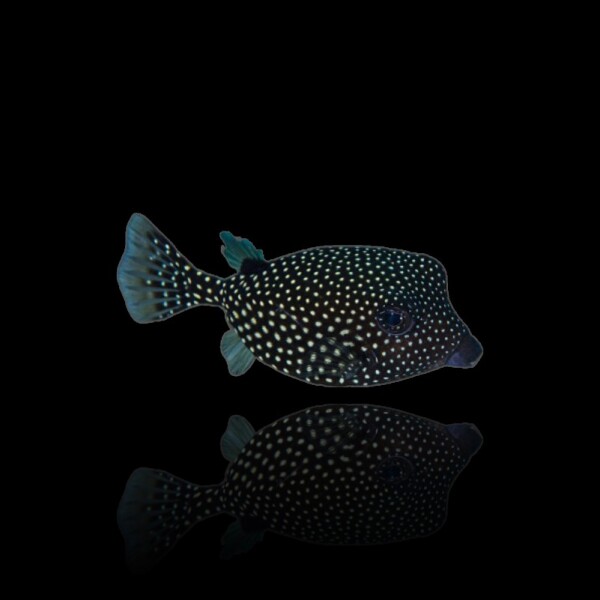 Ostracion meleagris (female) - Weißtüfpel-Kofferfisch