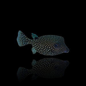 Ostracion meleagris (female) -...