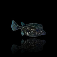 Ostracion meleagris (female) - Weißtüfpel-Kofferfisch