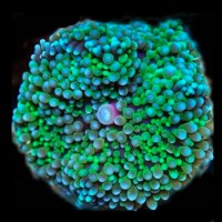 Ricordea Florida Green - Greenish