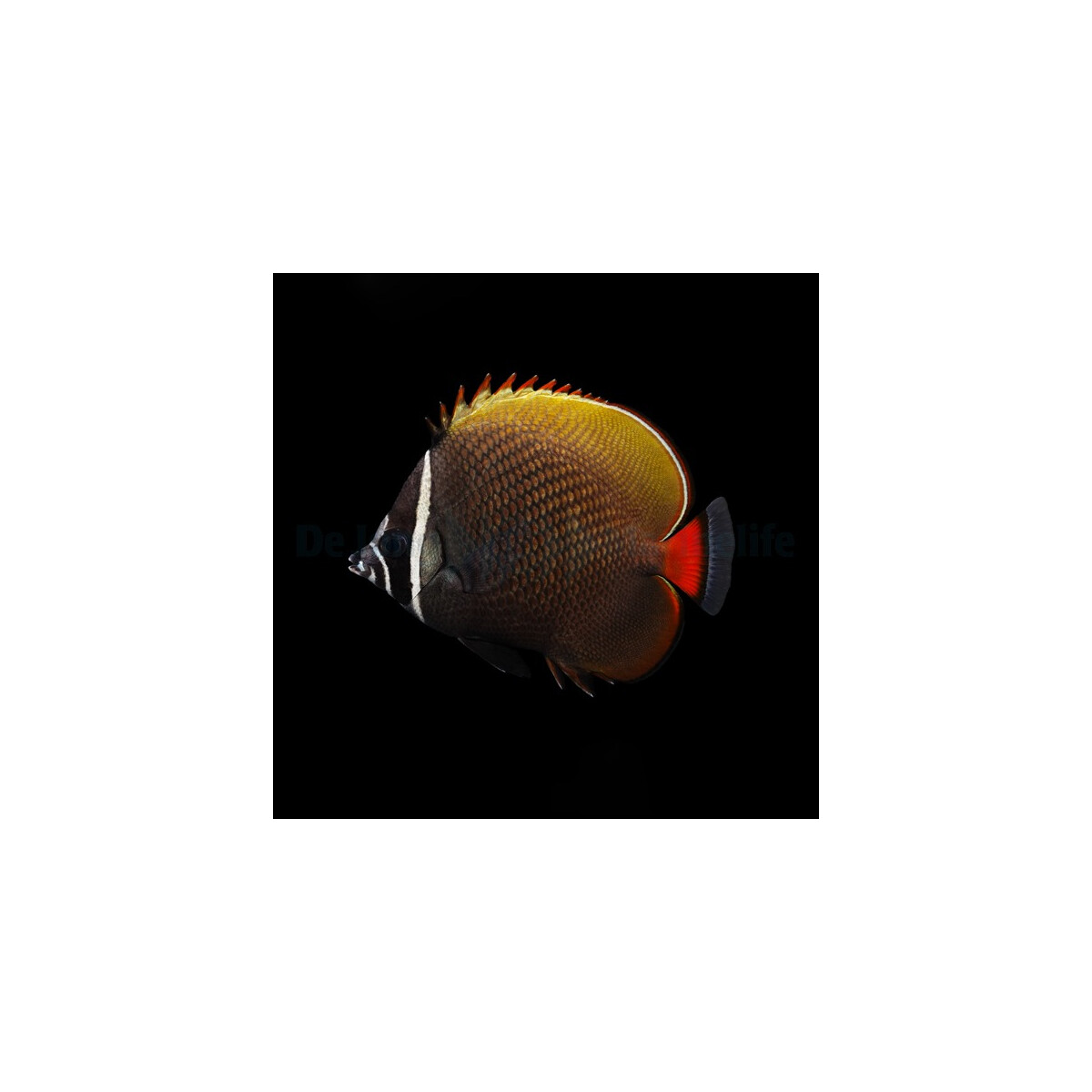 Chaetodon collare - Halsband - Falterfisch