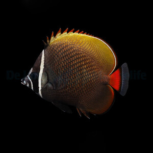 Chaetodon collare - Halsband - Falterfisch