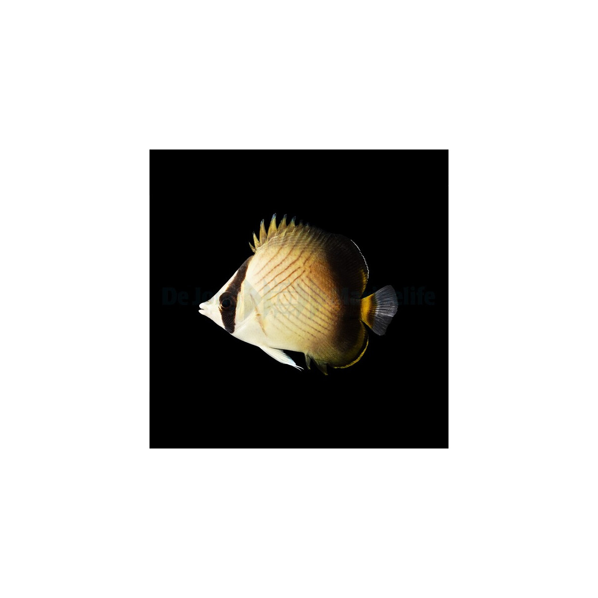 Chaetodon decussatus - Rauch-Falterfisch