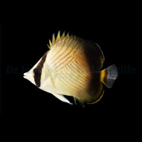 Chaetodon decussatus - Rauch-Falterfisch