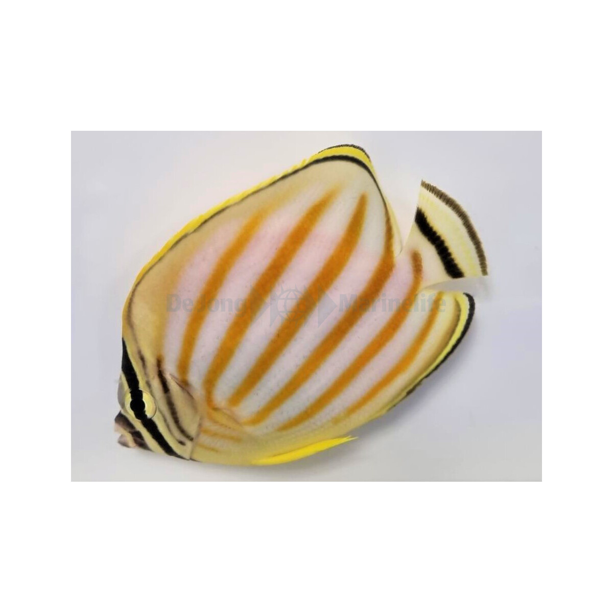 Chaetodon ornatissimus - Orangestreifen-Falterfisch