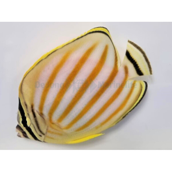 Chaetodon ornatissimus - Orangestreifen-Falterfisch