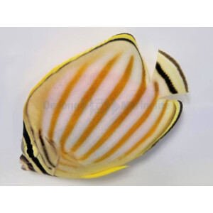 Chaetodon ornatissimus - Orangestreifen-Falterfisch