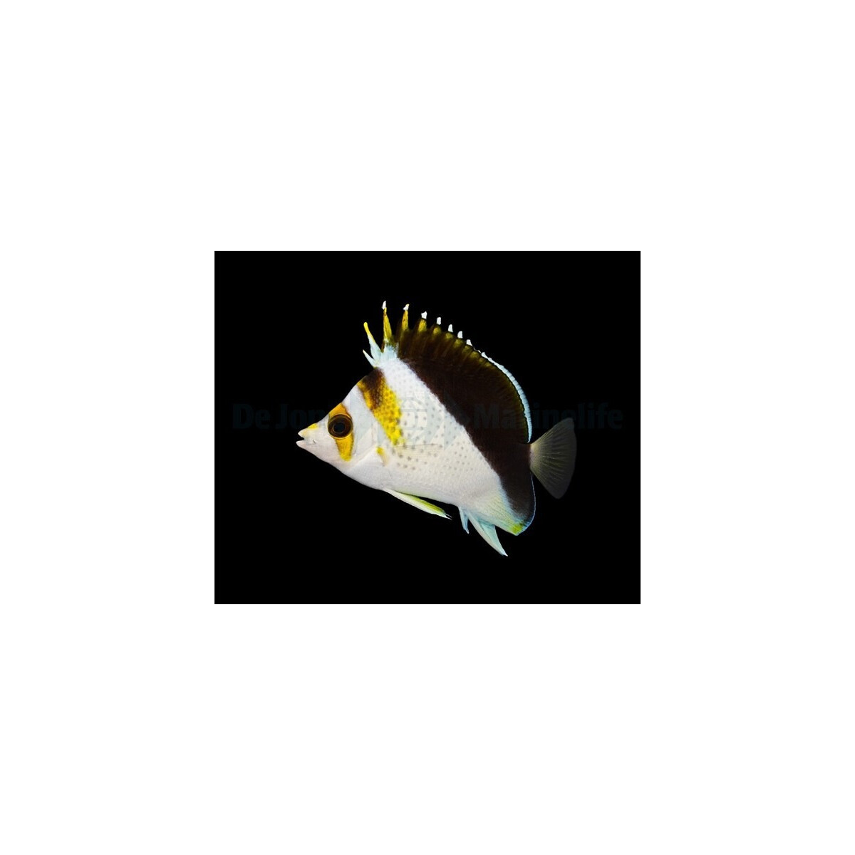 Chaetodon spp. (Hybrid - Backcross)