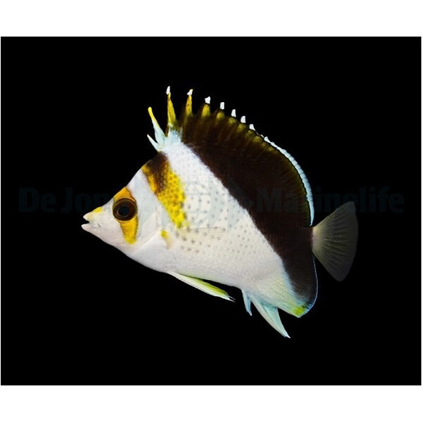 Chaetodon spp. (Hybrid - Backcross)