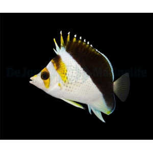 Chaetodon spp. (Hybrid - Backcross)