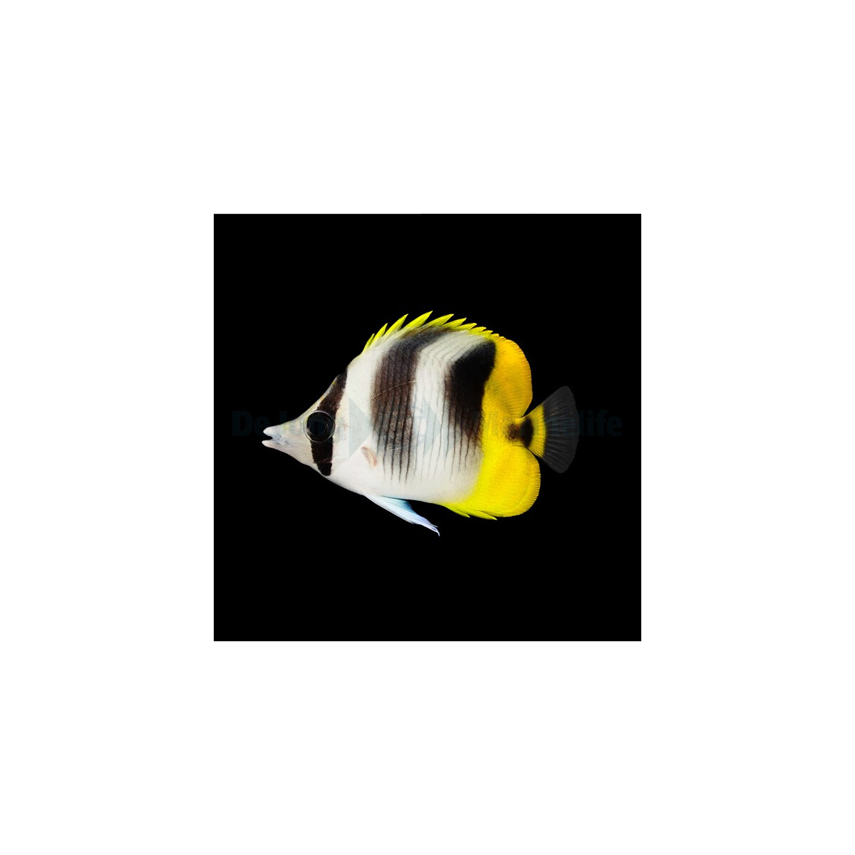 Chaetodon ulietensis - Pazifischer Doppelsattel-Falterfisch
