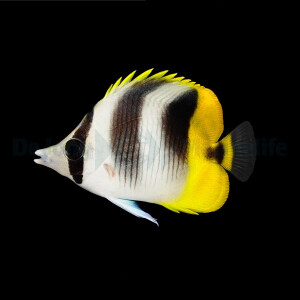 Chaetodon ulietensis - Pazifischer Doppelsattel-Falterfisch