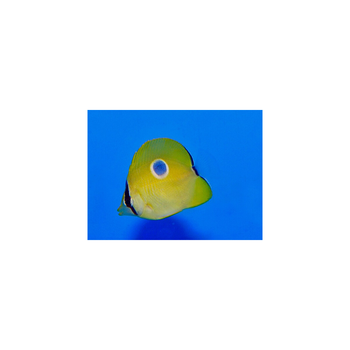 Chaetodon unimaculatus - Tränentropfen-Falterfisch