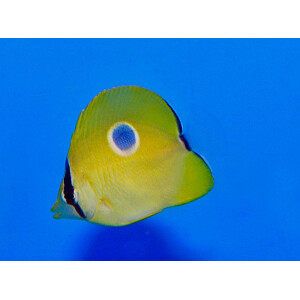 Chaetodon unimaculatus - Tränentropfen-Falterfisch