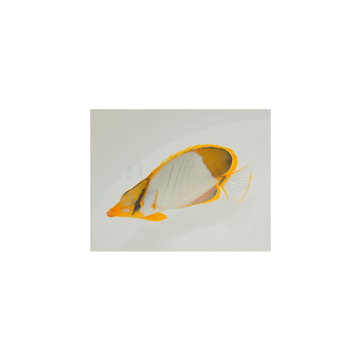 Chaetodon xanthocephalus - Gelbkopf-Falterfisch