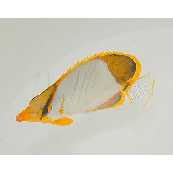 Chaetodon xanthocephalus - Gelbkopf-Falterfisch