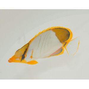 Chaetodon xanthocephalus - Gelbkopf-Falterfisch