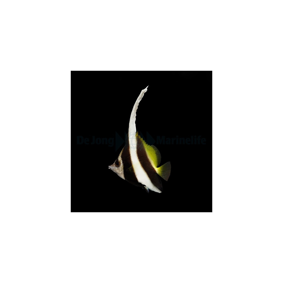 Heniochus acuminatus - Gemeiner Wimpelfi box