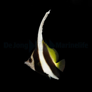 Heniochus acuminatus - Gemeiner Wimpelfisch