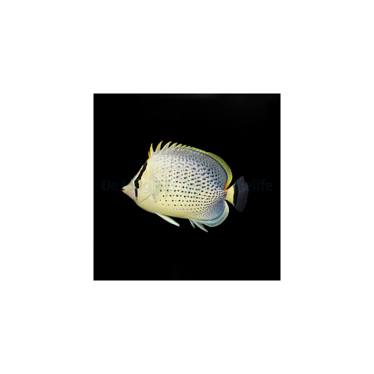 Chaetodon guttatissimus - Tüpfel-Falterfisch