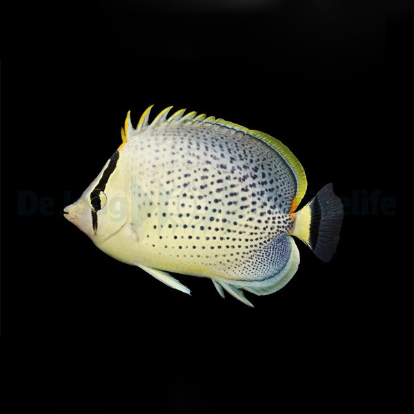 Chaetodon guttatissimus - Tüpfel-Falterfisch