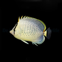 Chaetodon guttatissimus - Tüpfel-Falterfisch