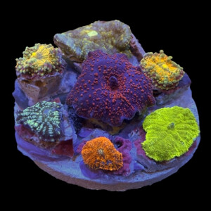 Mushroom Garden Exotic