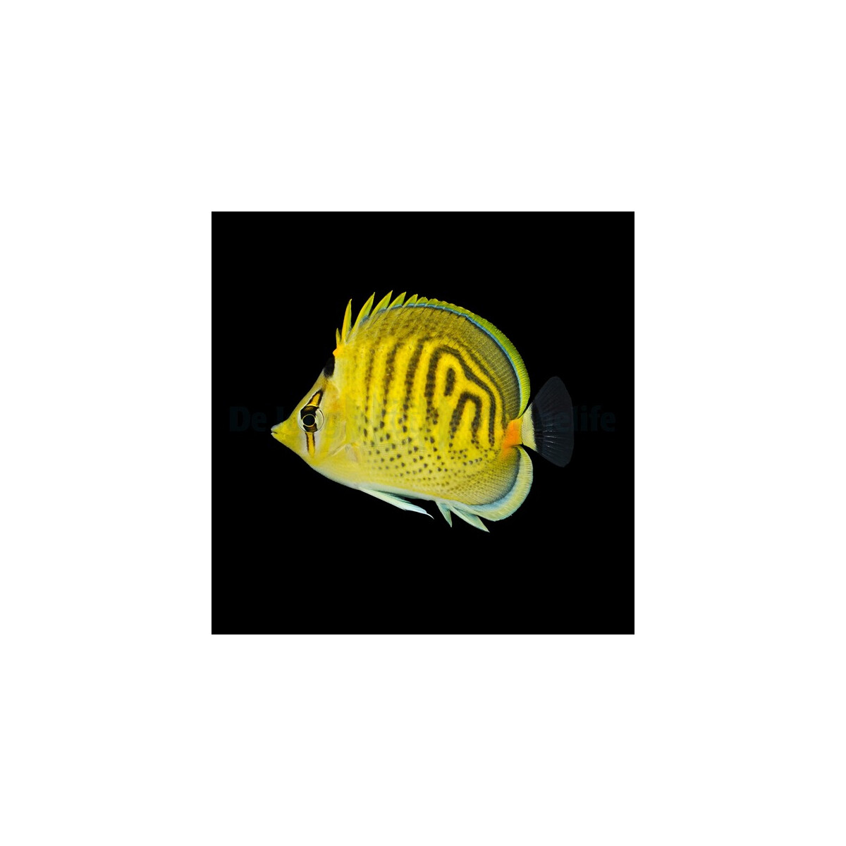 Chaetodon punctatofasciatus - Punktstreifen-Falterfisch
