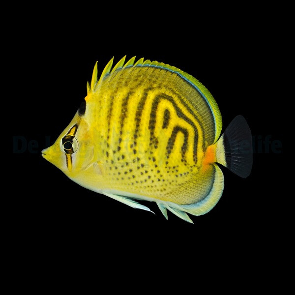 Chaetodon punctatofasciatus - Punktstreifen-Falterfisch