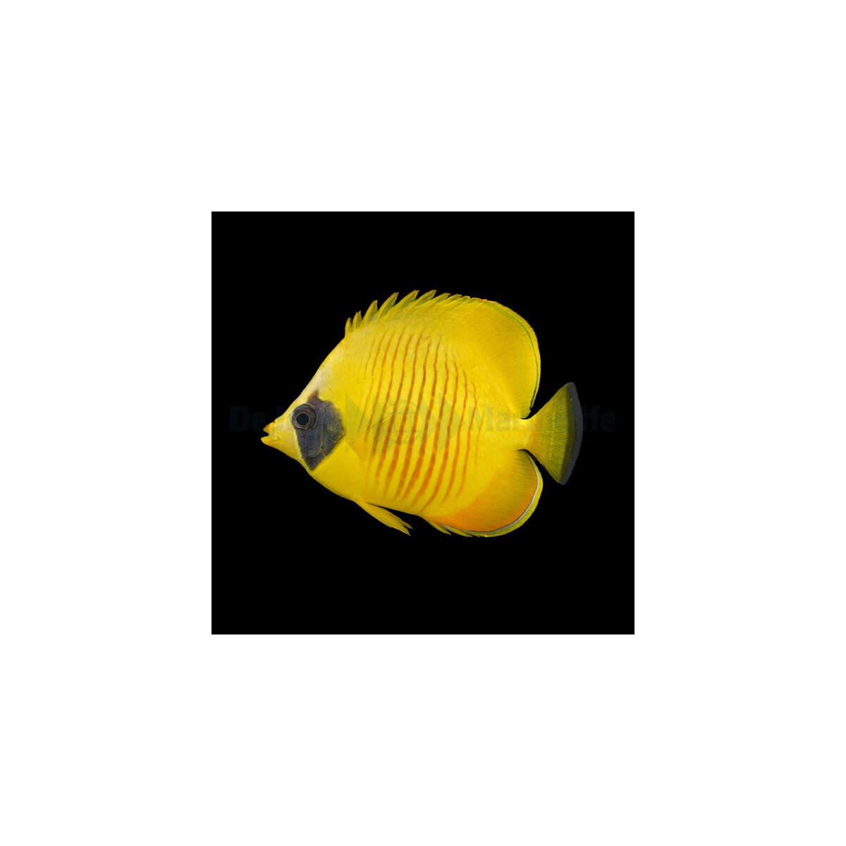 Chaetodon semilarvatus - Masken-Falterfisch