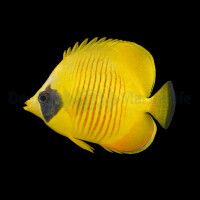 Chaetodon semilarvatus - Masken-Falterfisch