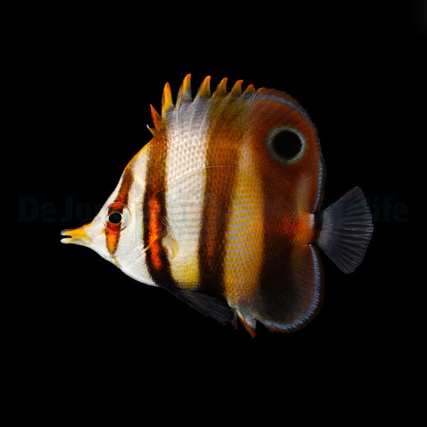 Chelmon muelleri - Müllers Pinzettfisch