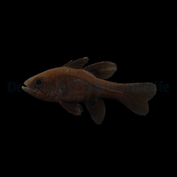 Apogonichthyoides melas - Schwarzer Kardinalbarsch