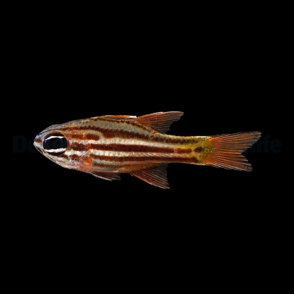 Ostorhinchus compressus - Doppelstreifen-Kardinalbarsch