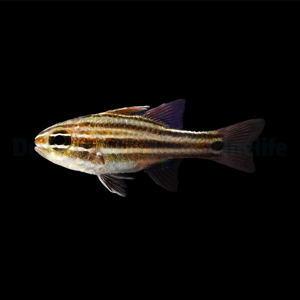 Ostorhinchus cookii - Cooks Kardinalbarsch