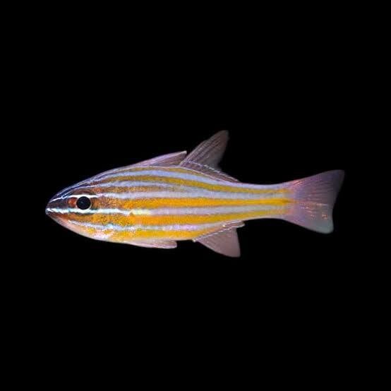 Ostorhinchus cyanosoma - Goldstreifen-Kardinalbarsch