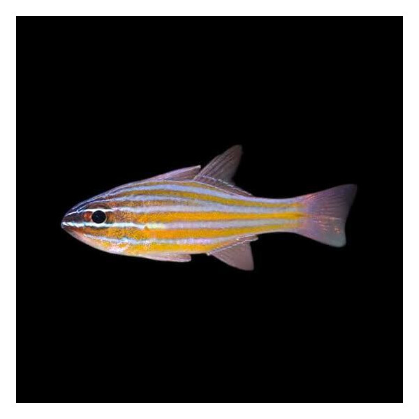 Ostorhinchus cyanosoma - Goldstreifen-Kardinalbarsch