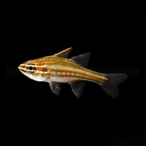 Ostorhinchus margaritophorus