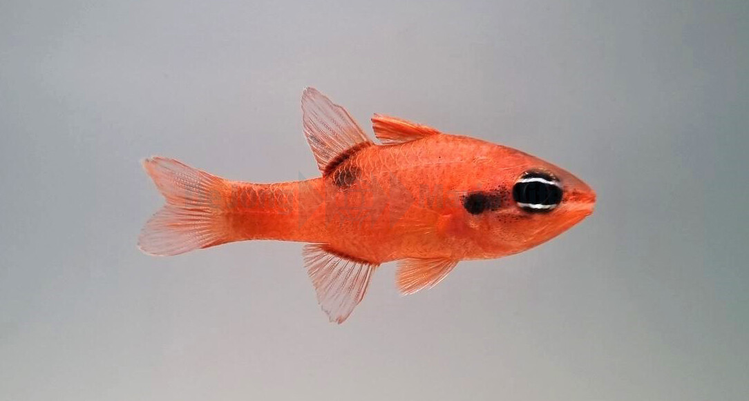 Apogon maculatus - Flammen-Kardinalbarsc box