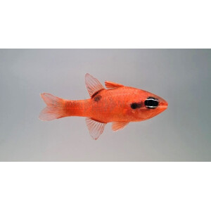 Apogon maculatus - Flammen-Kardinalbarsch