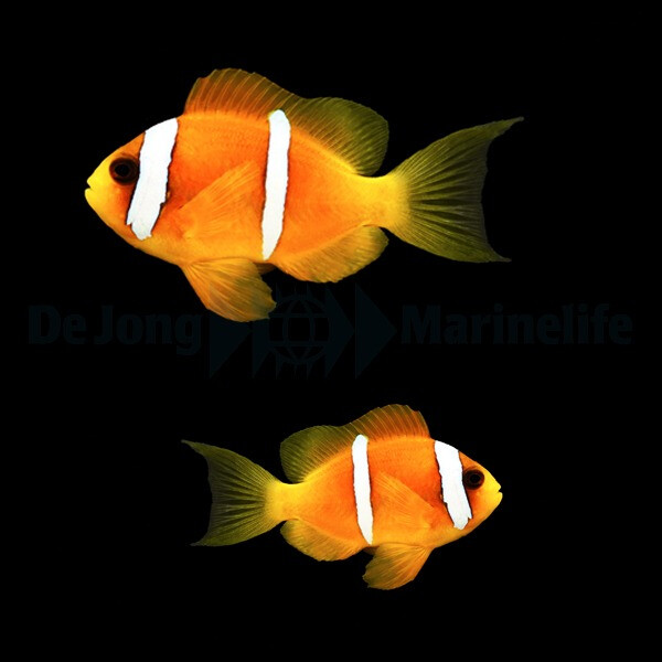 Amphiprion bicinctus (pair) - Zweibinden box