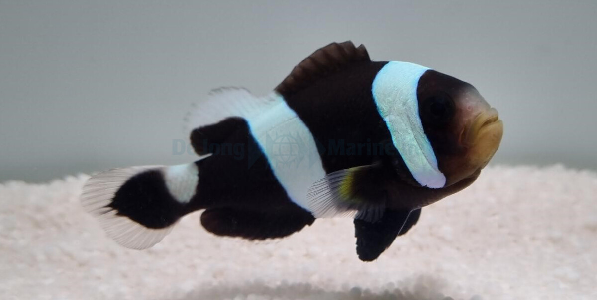 Amphiprion polymnus - Sattelfleck-Anemon box