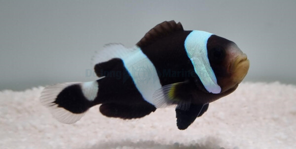 Amphiprion polymnus - Sattelfleck-Anemonenfisch (NZ)