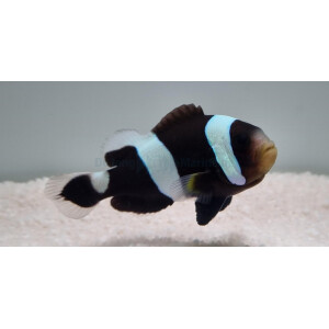 Amphiprion polymnus - Sattelfleck-Anemonenfisch (NZ)