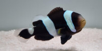 Amphiprion polymnus - Sattelfleck-Anemonenfisch (NZ)