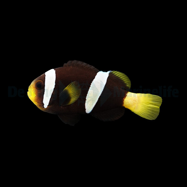 Amphiprion sebae (Black) - Goldschwanz-A box